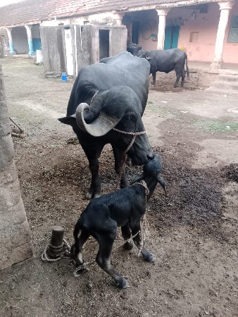 પેલુ વેતર ભેંસ વેચવાની છે