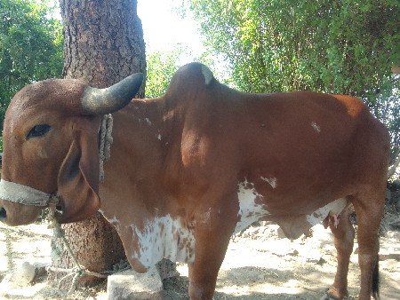 ગીર ગાય વેચવાની છે