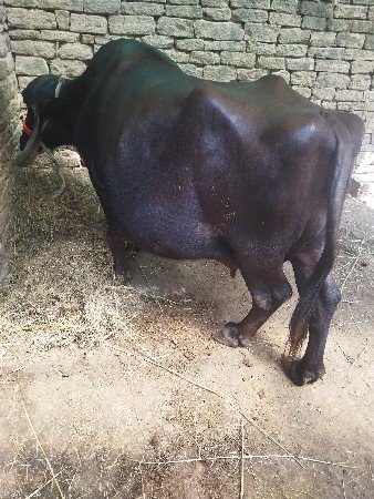 Bhesh vechvan cha