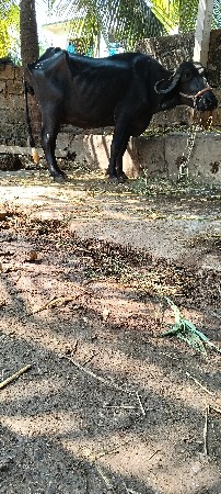 ભૈસ વૈચવાની છે