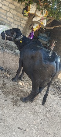 ભેંસ વેચવાની છે