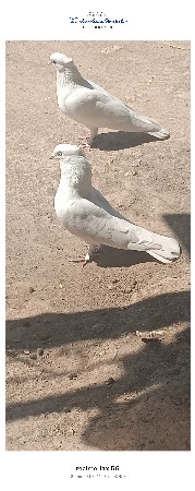 મોતીયા નર છે
