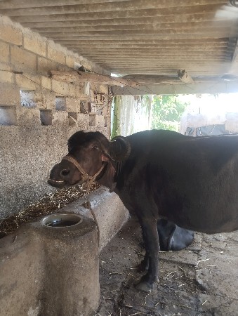 વેચવાની છે