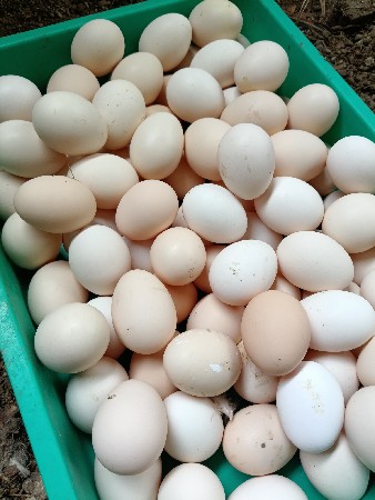 eggs