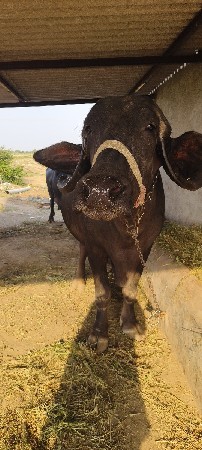 ભેંસ વેચવાની છે