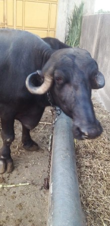 ભેસ વેચવાની છે.