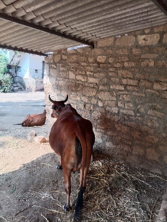 ક્રોસ ગાય વેસવા ની છે