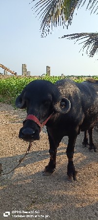ભેંસ વેચવાની છે પેલું વેતર‌