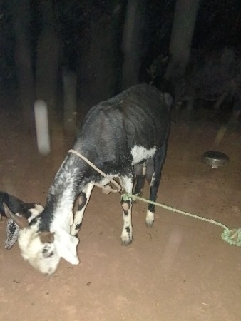 બકરી વેચવાની છે