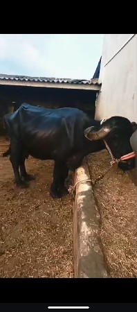 ભેંસ વેચવાની છે 55000