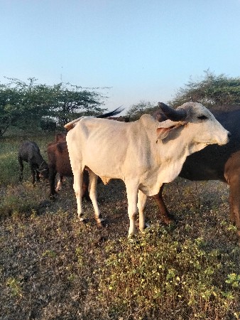 હોડકી પારવા  આપવા ની સે