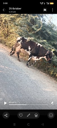 hf ગાય દેવાની છે