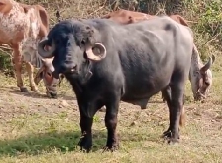 આ પાડો લેવાનો છે