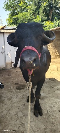 ભેશવેચવાનીછે
