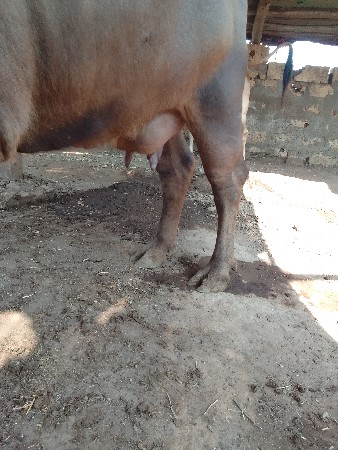ત્રણ મહિના ની વેણેલી