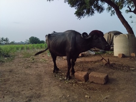 આ ખડેલી વેચવાનીછે