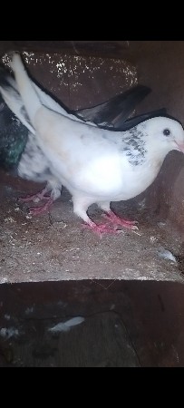 કબૂતર વેચવાના છે