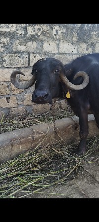 ભેશ વેચવાની છે
