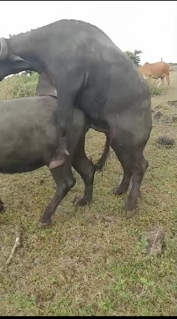 પાડો વેચવાનો છે