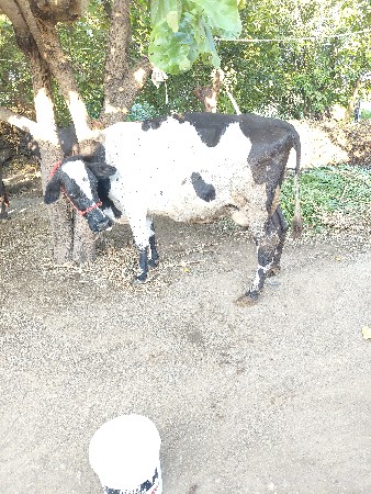 HF ક્રોસ