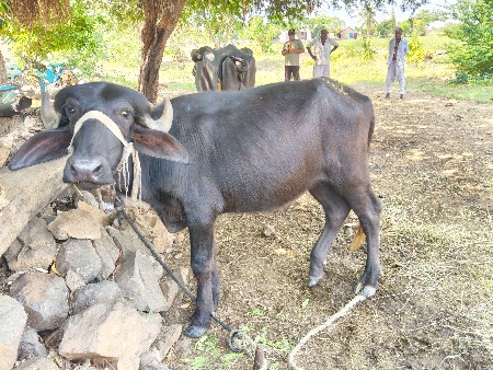 પાડી વેચવા ની હેં