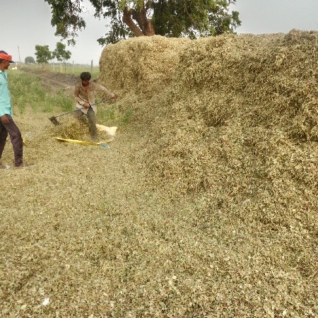 માંડવી નો ચારો , 10 વિઘાનો