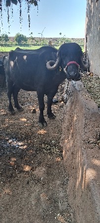 ભેંસ