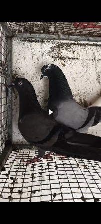 3 jodi che
