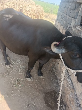ભેસ.વેસવાની.છે