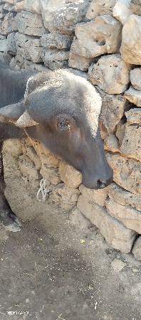પાડો 1 વસ  બીજો 2વસ
