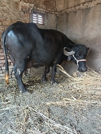 jadav Bhai mubhava