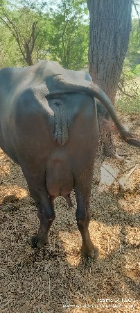 ખળેલુ વેચવા ના છે 2