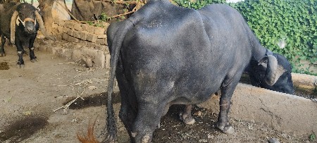 ભેંસ વેચવાની છે