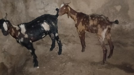 બે બકરી વેચવાની છે
