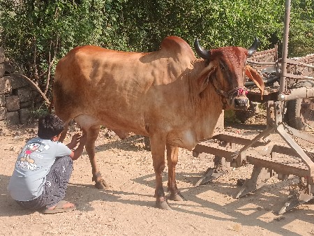 બંને ગાયું વેશવાનીછે છે