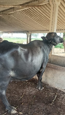 ભેસ
