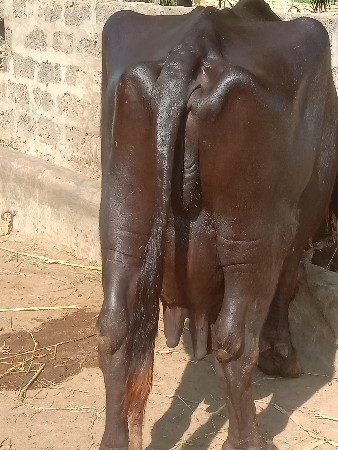 ભેસ વેચવા ની