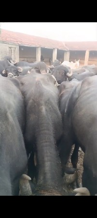 ખડેલા 35 40