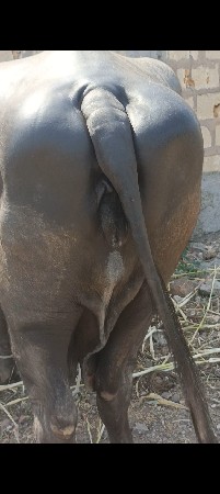 ભીંસ વેચવાની છે