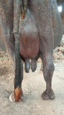 સિંધવ ભરતભાઈ