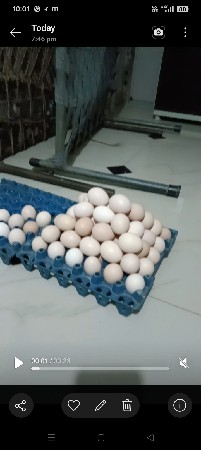 દેશી ઈંડા