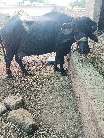 ભેંસ વેચવાની છે