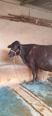 એચ એફ ક્રોસ ગાય વેચવાની છે