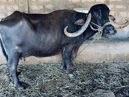 ભેંસ વેચવાની છે