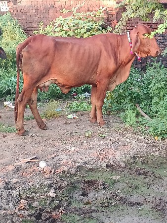 ગીર ક્રોશ હોડકી