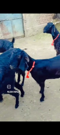 બકરીયુ
