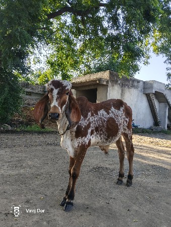 વાછરડો ગીર