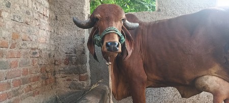 ગીર ગાય વેચવાની છે