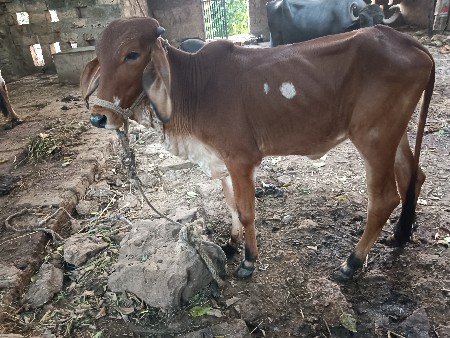 1 વર્ષ ની વાછડી આપવાની છે