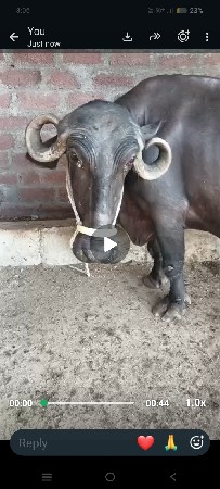 ભારેથી ભેંસ વેચવાની છે